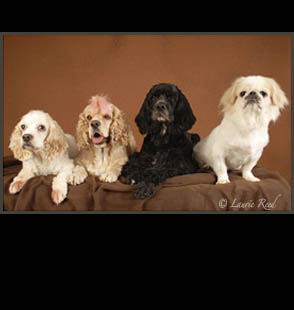 Dogs Veterinarian Photography